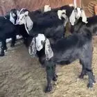 للبيع تيوس