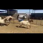 جذعات وثنوات دفيع شرط 8 روس