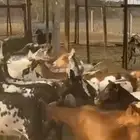 المعزا كفو