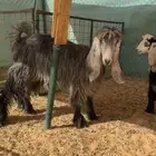 عنز متبع كفو و ثنيه