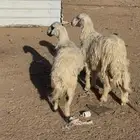 خرفان