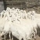 ضان صنف حرش اصايل غنم شهران 30 تبعها 15