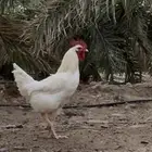 ديوك لوهمان