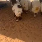 طليان تضحي