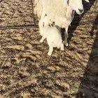 خلفه حريه تامه