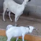 ماعز