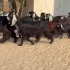 معزا عوراض فاخره