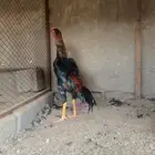 ديك شامو يباني