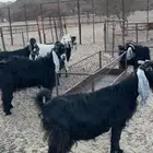 معزا عوارض