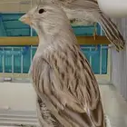 كناري ايزابيل