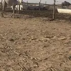 بكره مفروده مغلقه شحم