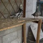 جوز كشميري