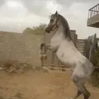 للبيع حصان ش