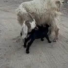 عنز مصريه فاخره والد متاومه تحتها 2 تيوس