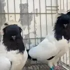 جوز حمام سوداني منتج