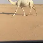 ضروبه رمانيه