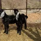 تيوس