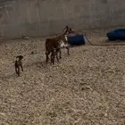 عنزمتوم