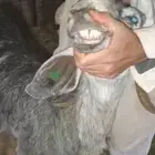 للبيع عنز والد تحتها تيسين