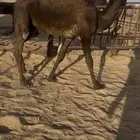 قعود كفووو للبيع رقم الجوآل