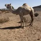 ناقه خفوت سودانيه أصيل وإنتاجه طيب طيب طيب ام ثانى
