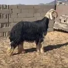 طلي نجدي صنف الصنف