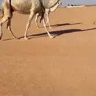 للبيع العشرا الكفو المنتج