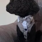 كلب بودل ذكر للتزاوج