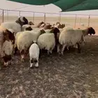 حلال. نعيم طيب