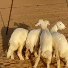 رخال حريه صنف الصنف