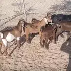 10 تيوس