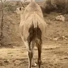 ناقه شراكه نظيفه وسمين