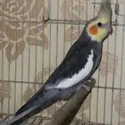 ذكور كيروان منتج شرط