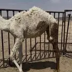 للبيع بكره سمين