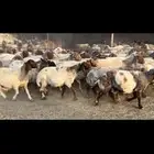 غنم نعيم مضاريع مراح