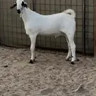 جده الغولاء