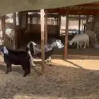 جفرتين