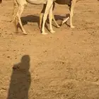 ناقه لقحه
