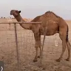 حاشي للبيع