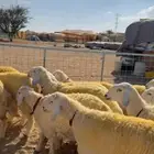 رخال تأسيس مراح كفو ( تم البيع )