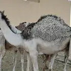 مفرود مفاريد قعود قعدان حاشي حشو