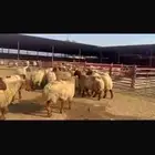 للبيع غنم نعيم فاخره وشرط الدفيع 23 راس