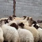 مطافيل نعيم مراح واحد فاخرة للبيع