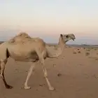 لقحات 2 قريب تولد اخر الشهر