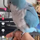 الطير ذا اسمه كويكر الي عنده للبيع يكلمني واتس