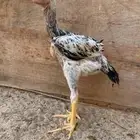 ديك فارسي للبيع