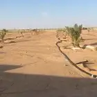 للاستثمار خضروات وورقيات