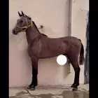 حصان شعبي للبيع