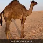 بكره للبيع 9 شهور على لبن امها ب البرسيم