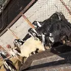 معزا عوارض